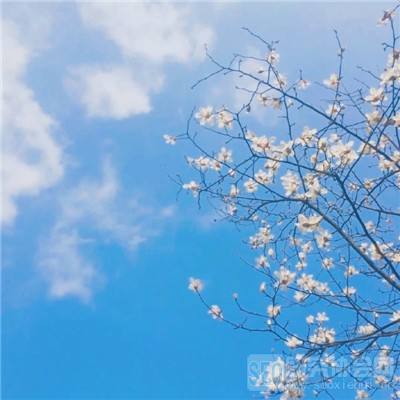 九游加德尔契约手游下载